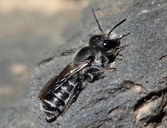 Apidae Megachilinae?